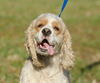 Maple the Cocker Spaniel