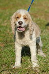 Maple the Cocker Spaniel