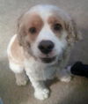 Maple the Cocker Spaniel