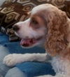 Maple the Cocker Spaniel