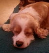 Maple the Cocker Spaniel