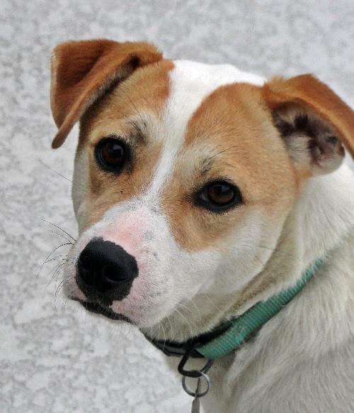 Lucy the Petite Hound