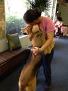 King the Sweet Shepherd