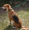 King the Sweet Shepherd
