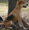 King the Sweet Shepherd