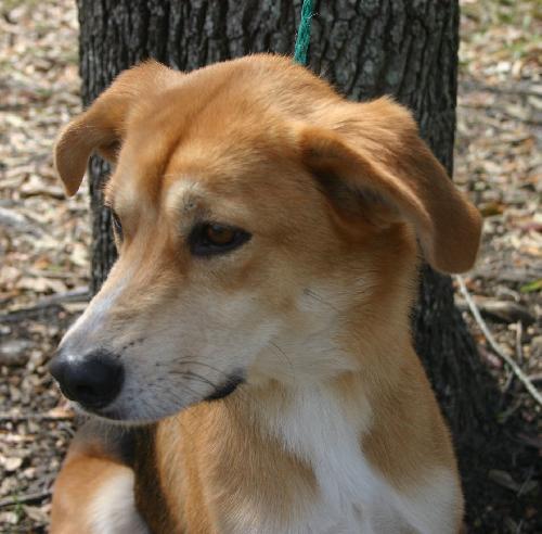 King the Sweet Shepherd