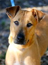 Teela