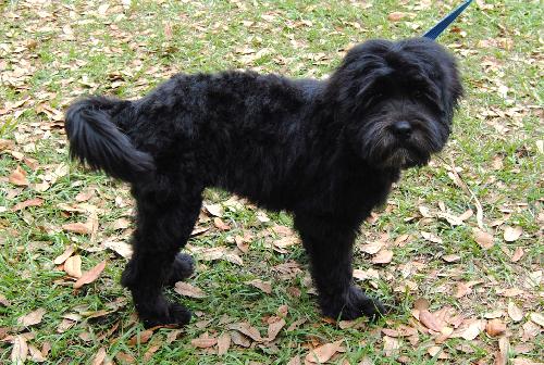 Black lab store shih tzu mix