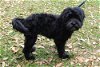 Blake the Labrador/Shih Tzu Puppy
