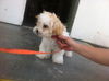 Nasa the Beautiful Shih Tzu/Maltese Puppy