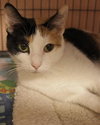 Autumn the Calico