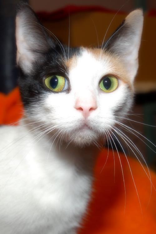 Autumn the Calico