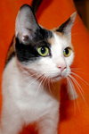 Autumn the Calico