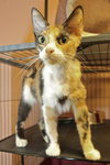 Summer the Outgoing & Social Calico