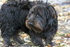 Cousin It The Shaggy Scotty Schnauzer Blend