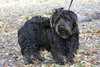 Cousin It The Shaggy Scotty Schnauzer Blend