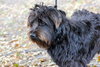 Cousin It The Shaggy Scotty Schnauzer Blend