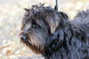 Cousin It The Shaggy Scotty Schnauzer Blend
