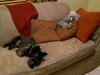 Cousin It The Shaggy Scotty Schnauzer Blend