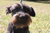 Cousin It The Shaggy Scotty Schnauzer Blend