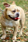 Daisie the Adorable Mini English Bulldog