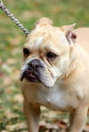 Daisie the Adorable Mini English Bulldog