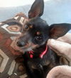 Elle (Nina) the Wirehair Chihuahua