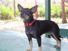 Elle (Nina) the Wirehair Chihuahua