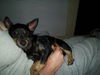 Elle (Nina) the Wirehair Chihuahua