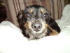 Elle (Nina) the Wirehair Chihuahua