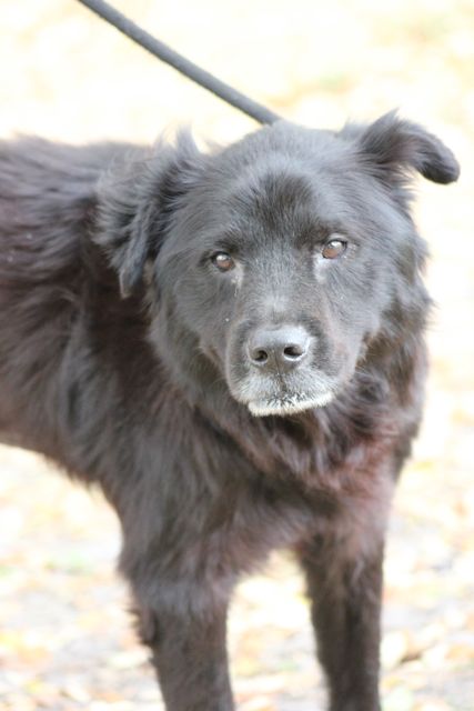 Luke the Border Collie/Lab
