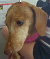 Shelly the Loving Dachshund