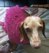 Shelly the Loving Dachshund