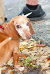 Shelly the Loving Dachshund