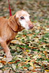 Shelly the Loving Dachshund
