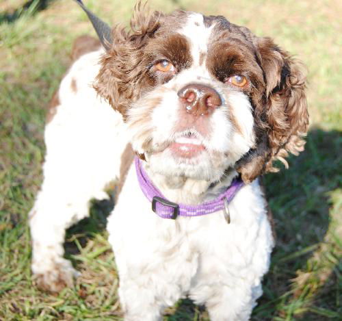 Florrie the Beautiful Cocker Spaniel
