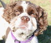 Florrie the Beautiful Cocker Spaniel