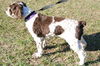 Florrie the Beautiful Cocker Spaniel
