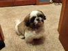 Eli the Shih Tzu Puppy