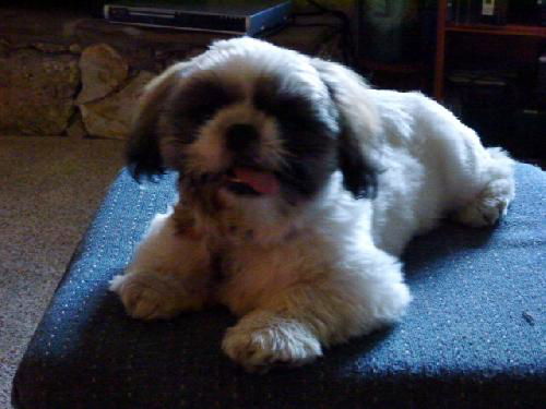 Eli the Shih Tzu Puppy