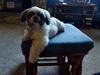 Eli the Shih Tzu Puppy