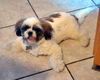 Eli the Shih Tzu Puppy