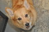 Roxy the Beautiful Corgi