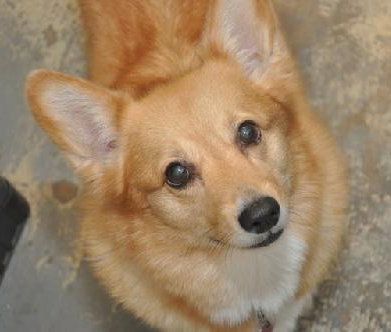 Roxy the Beautiful Corgi