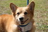Roxy the Beautiful Corgi