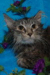 Lulu the Softest Maine Coon Kitten