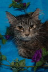 Lulu the Softest Maine Coon Kitten