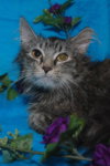 Lulu the Softest Maine Coon Kitten
