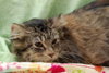 Lulu the Softest Maine Coon Kitten
