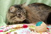 Lulu the Softest Maine Coon Kitten
